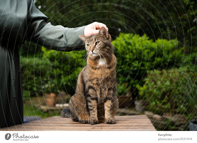 Getigerte Katze wird im Garten von einer Frau am Kopf gestreichelt Haustiere Mischlingskatze Tabby im Freien grün Vorder- oder Hinterhof Sträucher Pflanzen Holz