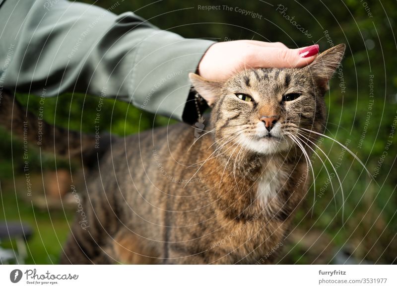 Katze wird von einer Frau im Garten gestreichelt und sieht in die Kamera Haustiere Mischlingskatze Tabby im Freien grün Vorder- oder Hinterhof Sträucher
