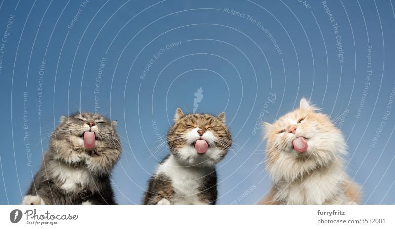 Unteransicht von drei Katzen, die unsichtbare Fensterscheiben vor klarem blauen Himmel lecken Haustiere Rassekatze Langhaarige Katze Maine Coon weiß cremefarben