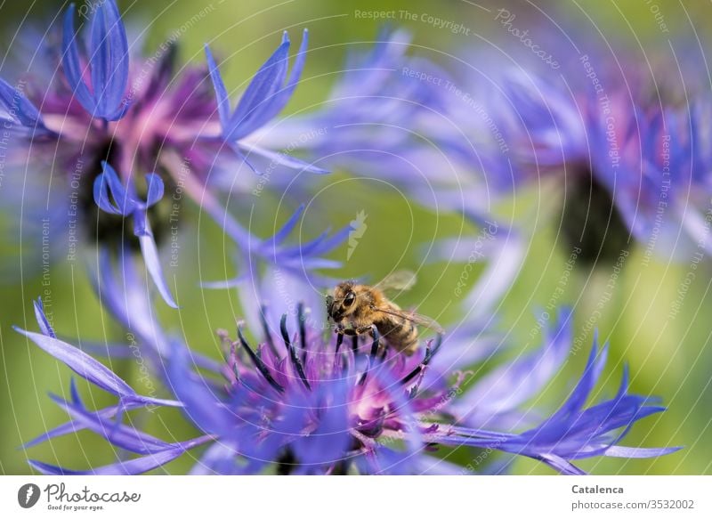 Eine Honigbiene sammelt den Pollen einer Kornblume Insekt Tier Biene Imkerei Pflanze Blume Blatt Natur Frühling schönes Wetter Grün Lila Braun Garten Umwelt