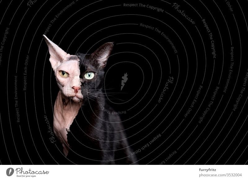 Fotomanipulation von zwei verschiedenen Katzen, die miteinander vermischt wurden. eine schwarze Hauskatze und eine haarlose Sphynxkatze, isoliert auf schwarzem Hintergrund