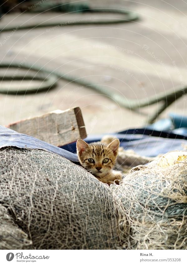 Fisherman's Friend II Katze 1 Tier Tierjunges beobachten niedlich ernst Schlauch Netz Fischernetz Außenaufnahme Menschenleer Schwache Tiefenschärfe Tierporträt