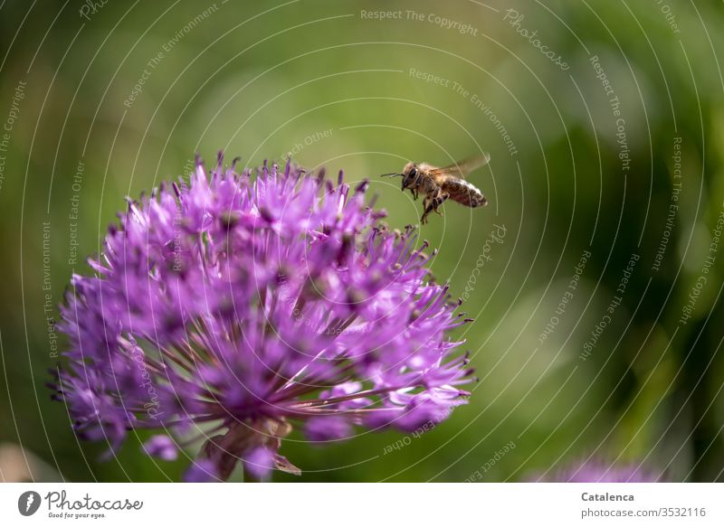 Die Biene landet auf einer Zierlauchblüte Tier Insekt Honigbiene fliegen fleißig emsig Pflanze Blume Blüte grün rosa Makroaufnahme Tag Garten fliegend