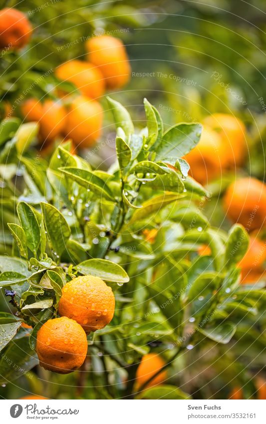 Reife Mandarinen an einem Mandarinenbaum mandarinen früchte vitamine mandarinenbaum regen nass pflanze garten natur natürlich grün frisch lebensmittel blatt