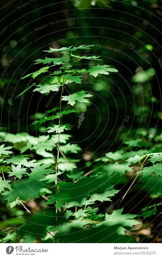 Üppig grüne Blätter im tiefen Wald im Frühling abstrakt Hintergrund schön Schönheit Buchsbaum botanisch Botanik Ast hell Farbe Erhaltung Tag Design Öko Ökologie