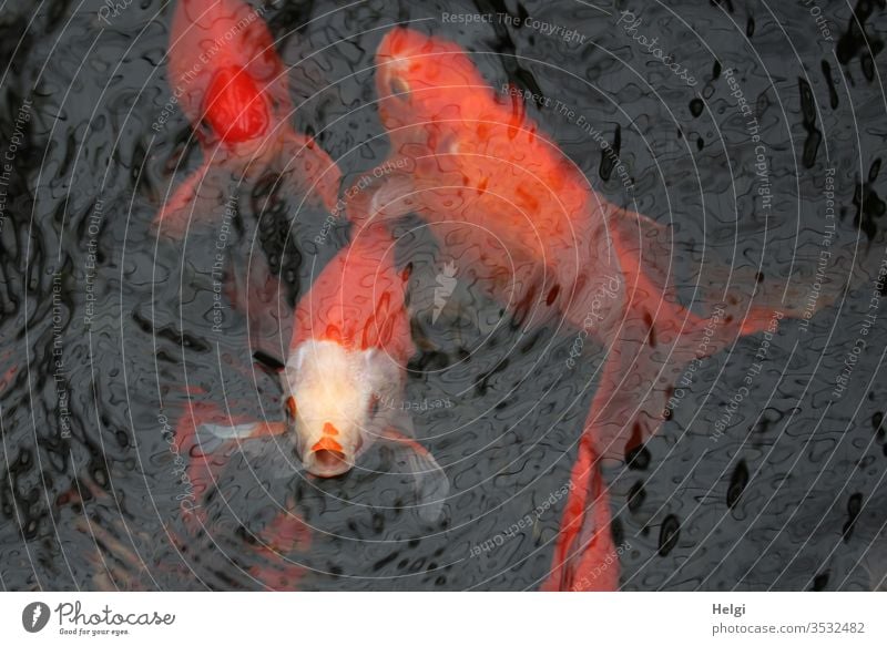 HUNGER - mehrere Koi Karpfen schwimmen in einem Teich, einer an der Oberfläche mit geöffnetem Maul Fisch Zierfisch Gartenteich Hunger Wasser See Tier