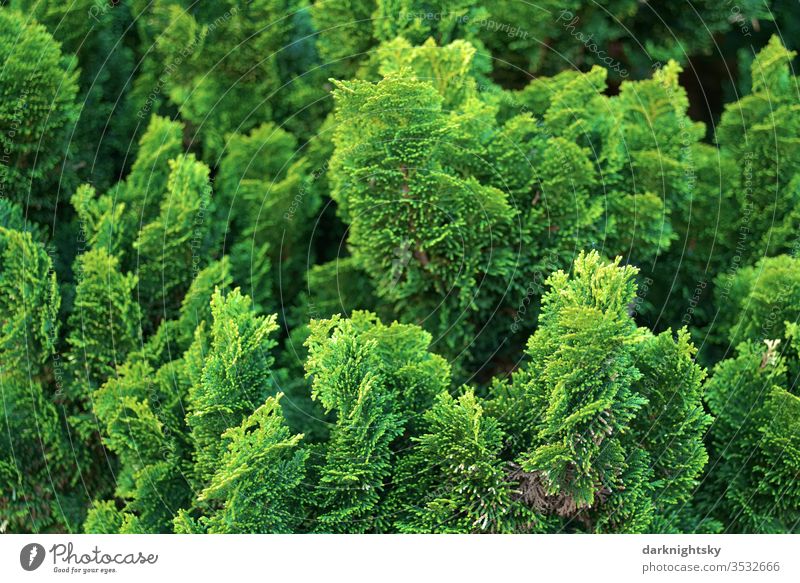 Lebensbaum Koniferen Hecke im Detail grün Menschenleer Farbfoto Sträucher Garten Park Conifere Immergrün immergrüne pflanze Blatt Außenaufnahme Natur frisches