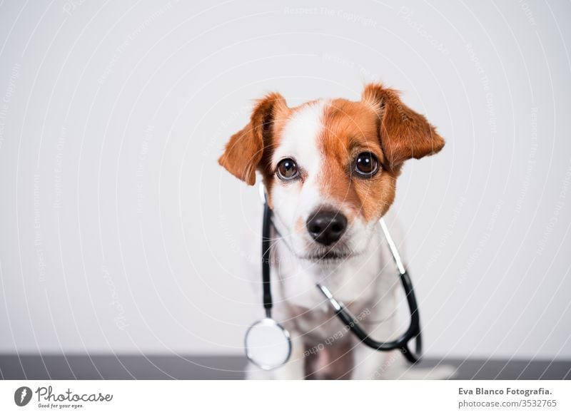 süßer Jack-Russell-Hund in der Tierklinik. Hält ein Stethoskop in der Hand. Veterinärmedizinisches Konzept jack russell Haustier Klinik Verletzung