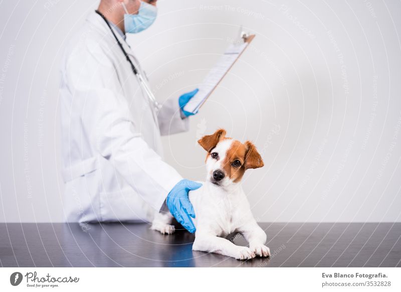 veterinärmediziner, der in der Klinik mit dem süßen kleinen Jack-Russell-Hund arbeitet. Trägt Schutzhandschuhe und Maske während der Quarantäne. Verwendung des stethoscope.pets healthcare