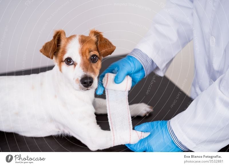 V bandagieren Überprüfung Veterinär Mann Arzt Hund Haustier jack russell Coronavirus covid-2019 schützend Mundschutz Handschuhe Prüfung weiß niedlich