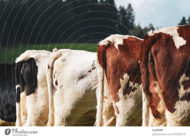 vier Hinterteile in Reihe - Kühe im Schwarzwald Kälber Wiese Weide Kuh Sommer Nutztier Natur Landschaft Rind Gras grün Herde Tiergruppe Tierporträt Umwelt