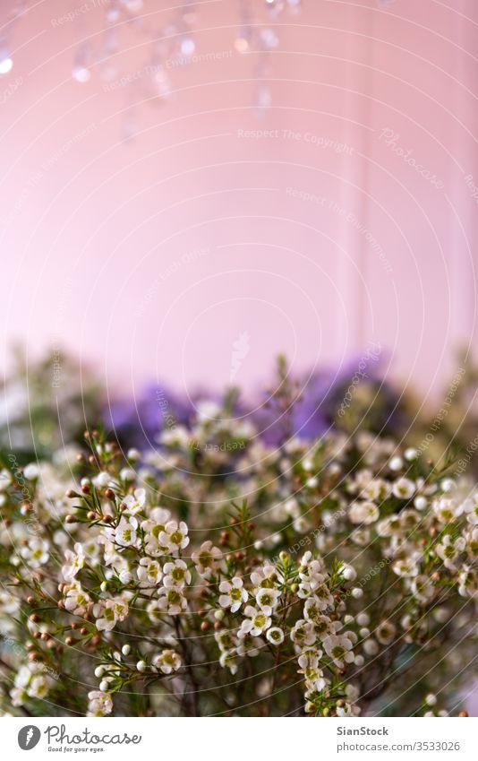 Kleine weiße dekorative Blumen klein Hintergrund Atem Blumenstrauß Gypsophila geblümt blau schön rosa purpur Dekoration & Verzierung vereinzelt Schönheit