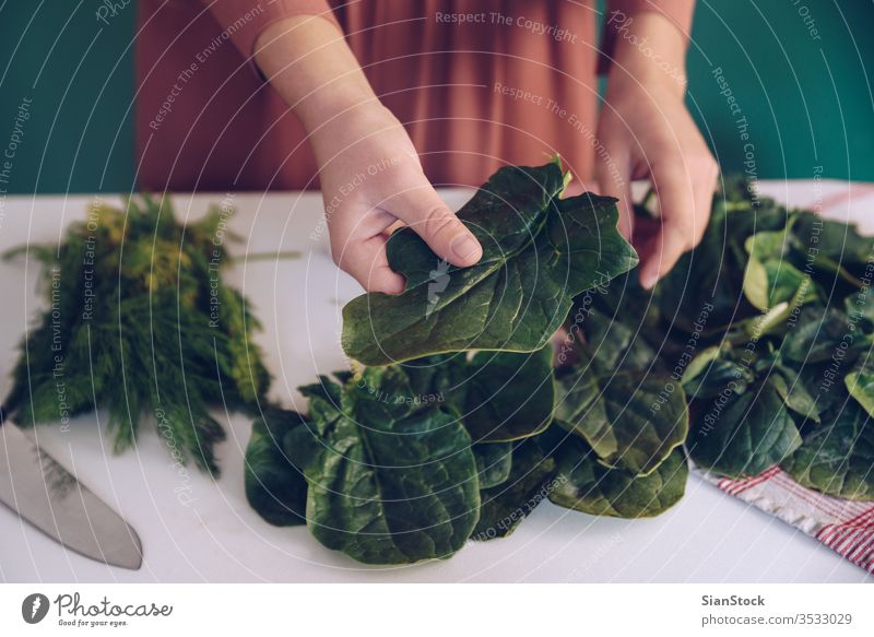 Frau hält Spinatblätter Blätter Koch botanisch Pflanze Nährstoff Feinschmecker jung essen Gesundheit zeigend Salatbeilage Mädchen Messer Hintergrund Beteiligung