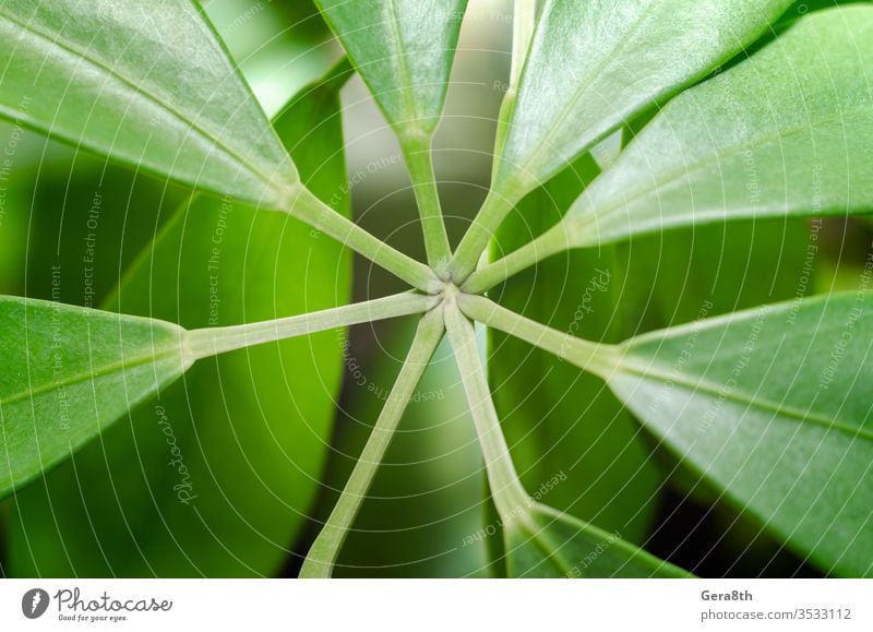grüne Blätter einer tropischen Pflanze aus nächster Nähe Hintergrund Botanik hell schließen abschließen Nahaufnahme Verbindung Umwelt Flora Floristik frisch