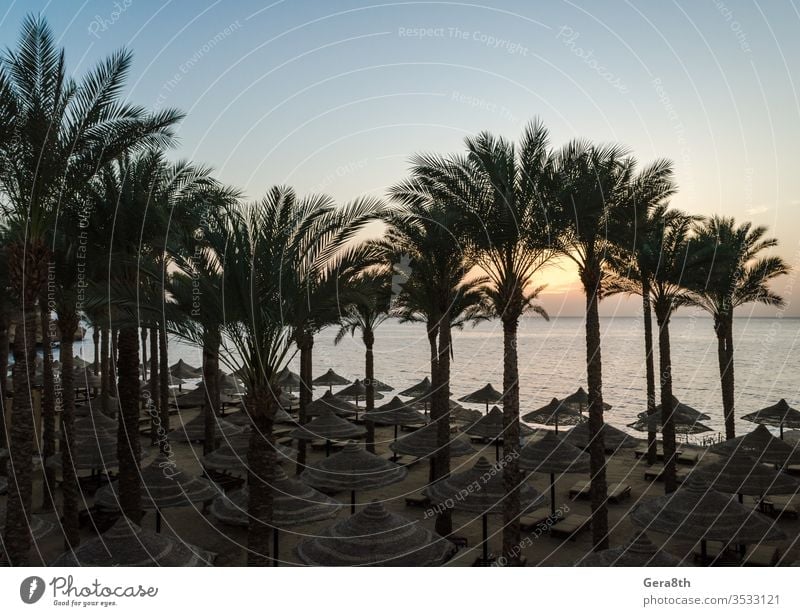 leerer strand mit palmen und schirmen in ägypten sharm el sheikh bei sonnenaufgang Ägypten Rotes Meer Sharm El Sheikh Verlassen Hintergrund Verbot Strand
