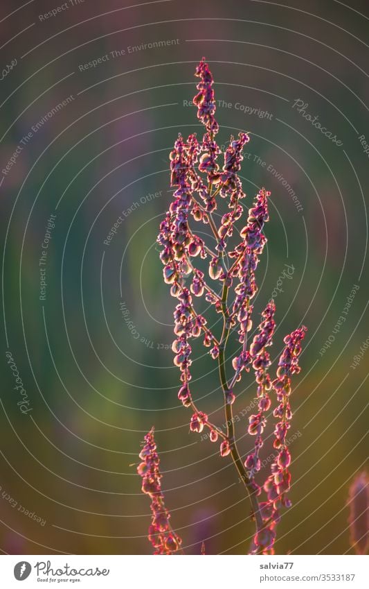 Ampferblüte im Abendlicht Natur Pflanze Blüte Samenstand Fruchtstand Sauerampfer Farbfoto Menschenleer Rumex acetosa Wiesensauerampfer Nahaufnahme Wachstum