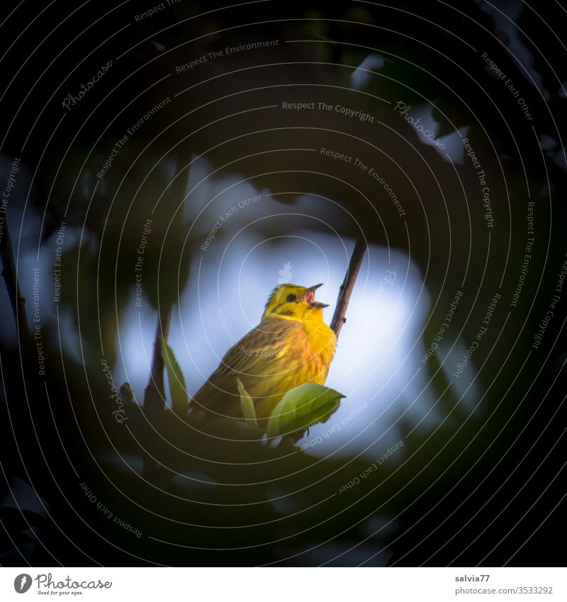 Lichtblick | singende Goldammer Natur Vogel Gezwitscher Singvogel Ornithologie gelb Singend Tier 1 Außenaufnahme Kontrast lieblich Schnabel Textfreiraum oben