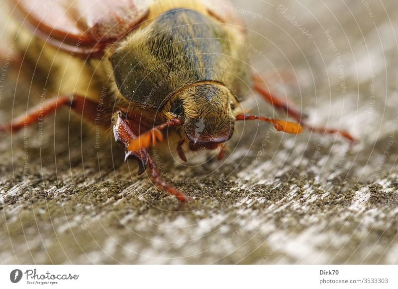 Maikäfer-Porträt Insekt Insektenschutz insektensterben Tier Farbfoto Natur Außenaufnahme 1 Nahaufnahme Käfer Makroaufnahme Tierporträt Tag