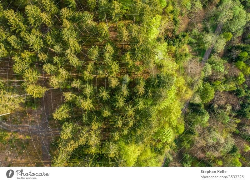 Vertikale Drohne schoss auf die Wipfel grüner Bäume in einem deutschen Wald. Hintergrund Umwelt Baum Frühling Muster Sommer Textur Natur Sonne Blatt Landschaft