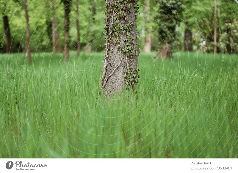 Baumstamm mit Efeu auf einer Wiese Stamm zentriert grün Gras Natur Pflanze Umwelt Waldwiese Park