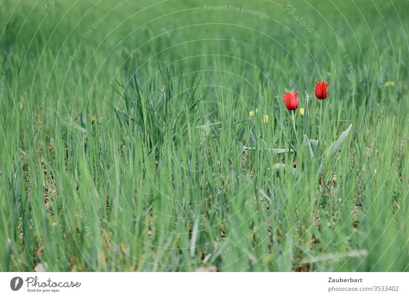 Zwei rote Tulpen stehen im grünen Gras Wiese Blume Frühling Pflanze Natur Akzent