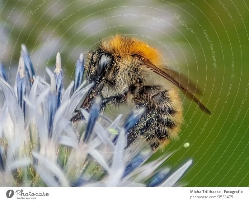 Biene auf einer Blüte Honigbiene Apis mellifera Kopf Auge Fühler Flügel Beine Härchen Blume Insekt bestäuben Bestäubung Nektar Pollen sammeln nützlich klein