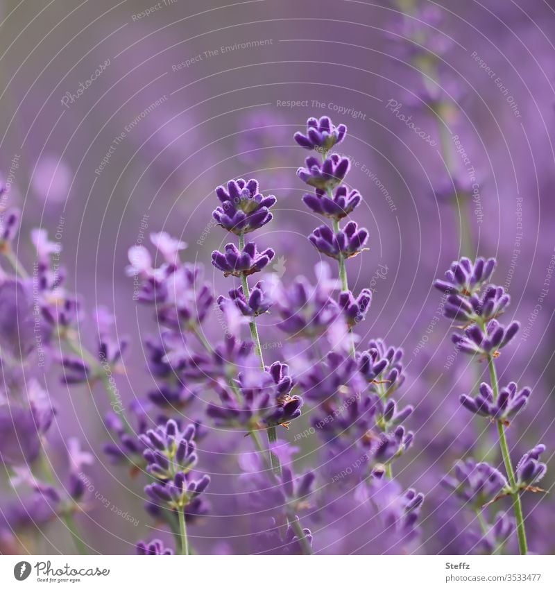 Lavendel blüht violett und duftet Lavendelblüten blühender Lavendel Lavendelduft Lavendelblume Lavendelfarben Duft duften aromatisch Heilpflanze sommerlich Juni