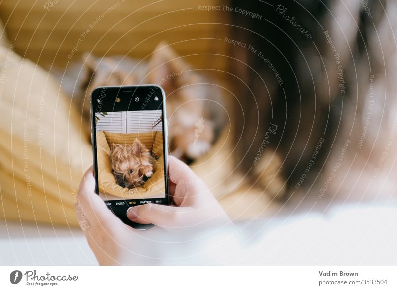 Ein junges Mädchen benutzt ein Mobiltelefon und fotografiert mit einem süßen Hund. Tier Hintergrund Bett Farbe farbenfroh bequem niedlich träumend heimwärts