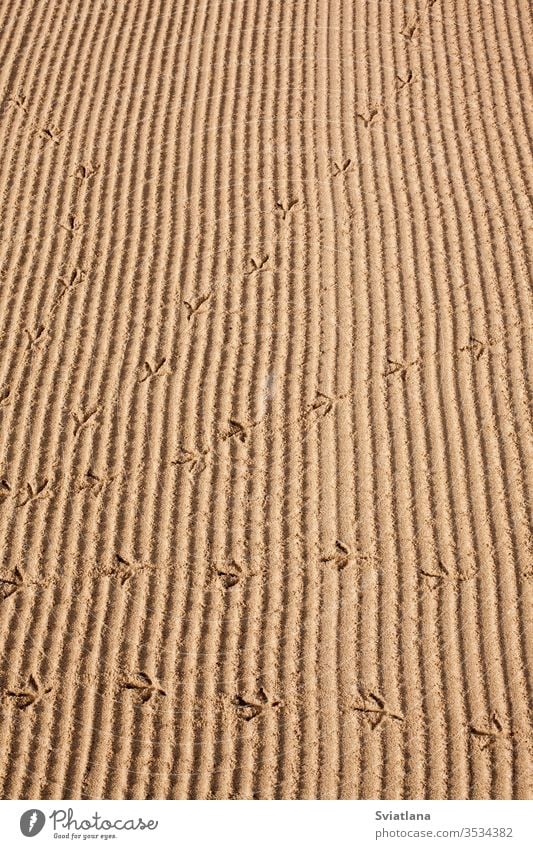 Vogelspuren im Sand am Strand Spuren Bahn PKW leer Küste Reifen Rad Straße Lastwagen Land Abdruck drucken Hintergrund Natur abstrakt auto-braun sandig Form