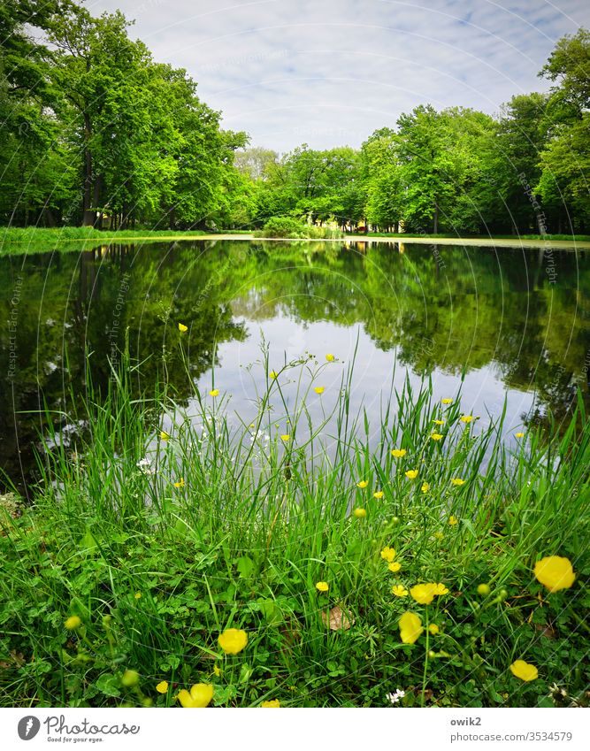 Schlosspark Park Idylle Butterblumen Gras Wasser See Teich Seeufer Wasseroberfläche Spiegelbild Reflexion & Spiegelung Wasserspiegelung Himmel Wolken Insel