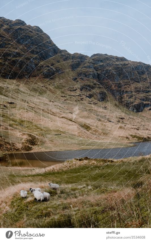 Schafe an einem See in den Highlands von Schottland Natur Landschaft Menschenleer Großbritannien Außenaufnahme Wolken Berge u. Gebirge Europa Wasser Farbfoto