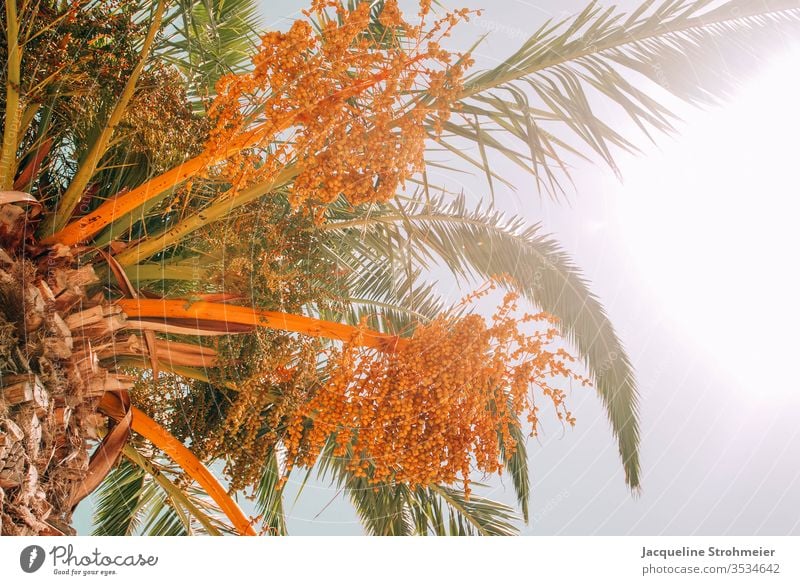 Bunte Palme an einem sonnigen Tag in Portugal Funchal Madeira Insel Europa farbenfroh orange Handfläche Baum Sommer Sommerurlaub Strand Ferien & Urlaub & Reisen