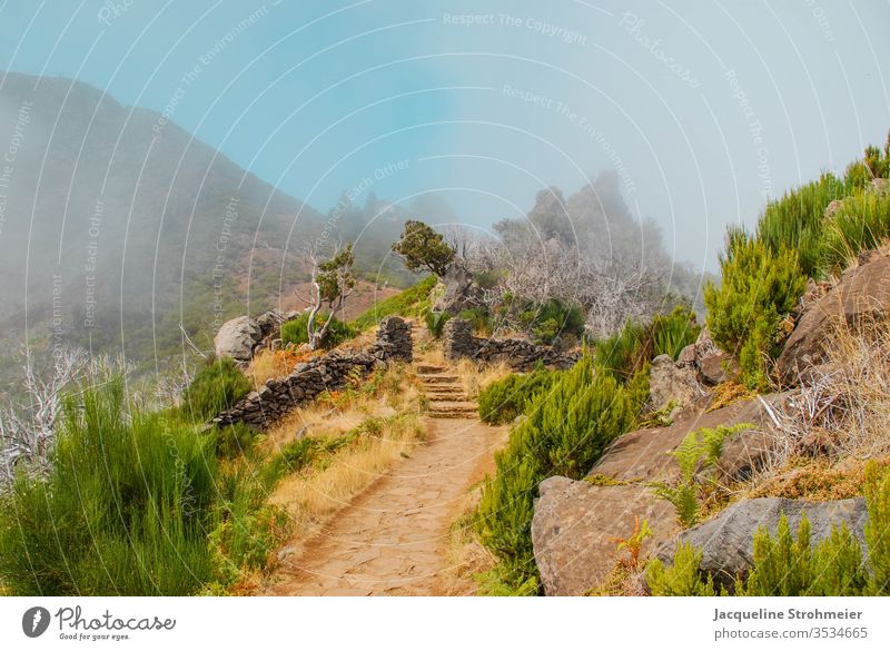 Wandern in Richtung Pico Ruivo auf Madeira Portugal Europa Berge u. Gebirge wandern Wanderweg Bergweg Trekking Sonne Blauer Himmel Nebel neblig Wolken Pflanzen