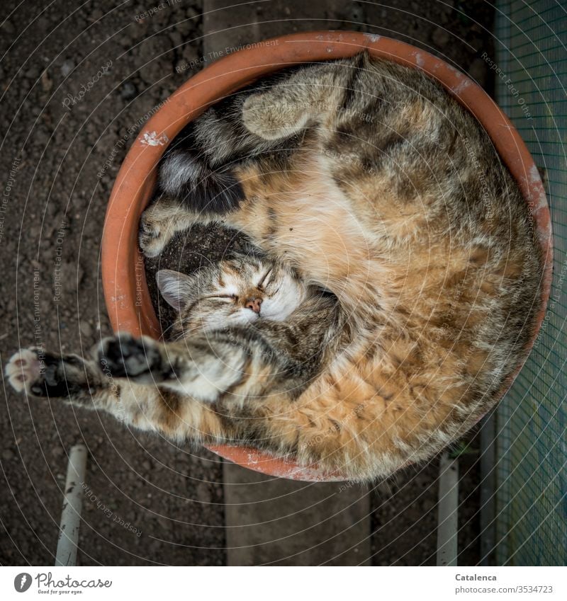 Gesundheit | ausgiebiger Schlaf Katze Haustier schlafen strecken Blumentopf Anpassung Erholung Tierporträt ruhig Müdigkeit liegen Innenaufnahme Zufriedenheit