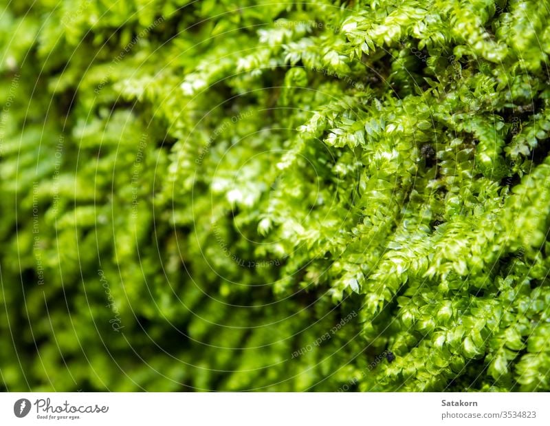 Frisches grünes Moos wächst im Regenwald Tau Natur frisch Makro Garten Wald Tropfen nass Algen üppig (Wuchs) Schönheit tropisch Saison im Freien Park Umwelt