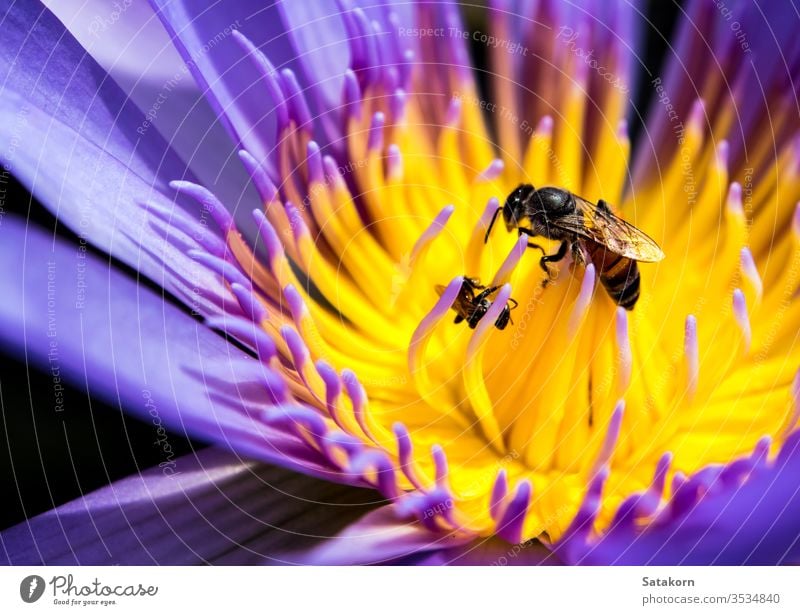 Biene im blauen Blütenblatt und gelber Pollen der Seerose Lilien Wasser weiß aquatisch tropisch Blume asiatisch Tier niedlich Fliege Liebling Insekt Natur Makro