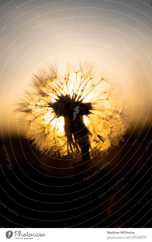 Pusteblume vor der untergehenden Sonne Nahaufnahme Makro Makroaufnahme Makrofotografie Pflanze vergänglich Vergänglichkeit neu alt Leben Entwicklung