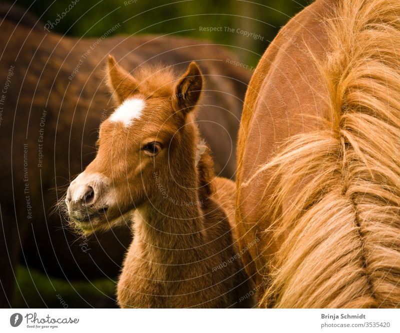 A very cute and curious small chestnut foal of an Icelandic horse with a white blaze near it`s mother into the world animal pony baby horse brown pelt caress
