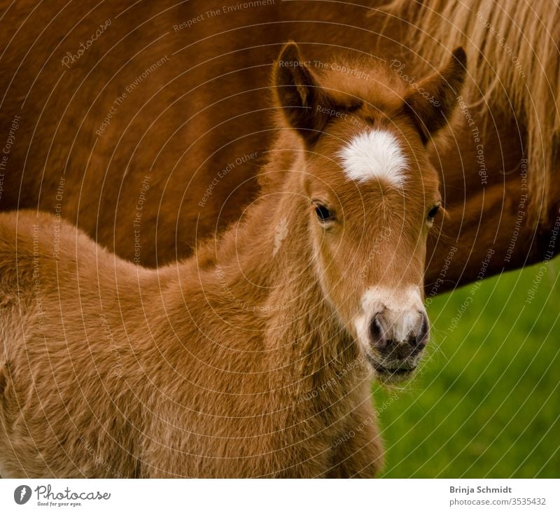 A very cute and curious small chestnut foal of an Icelandic horse with a white blaze near it`s mother into the world animal pony baby horse brown pelt caress