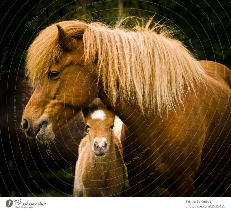A very cute and curious small chestnut foal of an Icelandic horse with a white blaze, looks under it`s mothers neck into the world animal pony baby horse brown