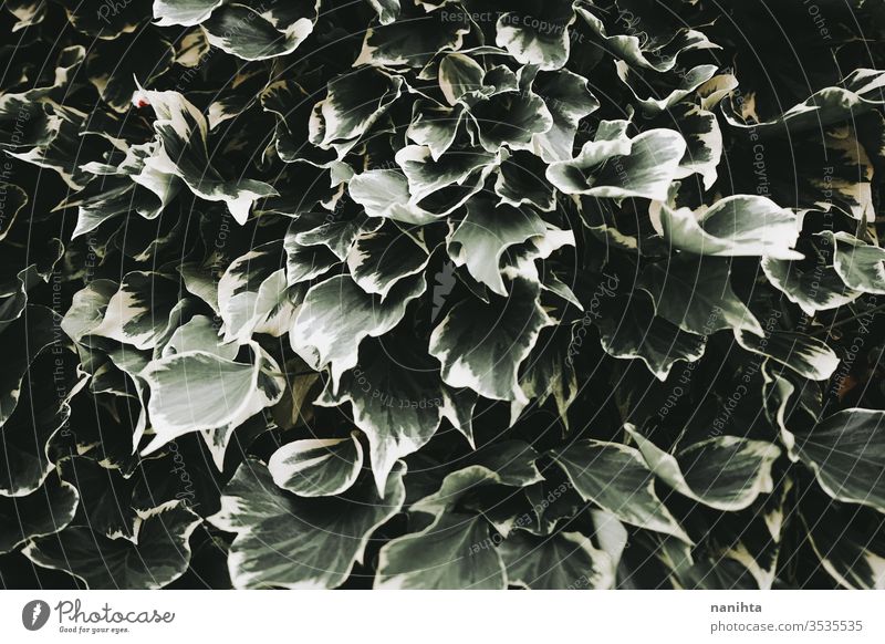 Organische Textur der Efeublätter Frühling Blatt Blätter organisch schön Entsättigt Natur natürlich Scheitel Pflanze viele schließen abschließen Hintergrund