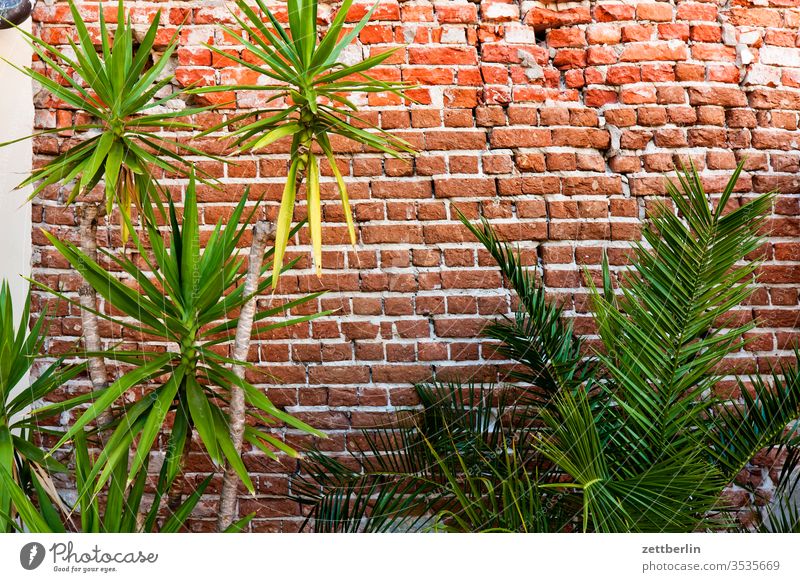 Hinterhof mit Palmen mauer wand mauerstein fuge grenze brandmauer palme exotik pflanze topfpflanze kübelpflanze orangerie sommer blatt grün chlorophyll