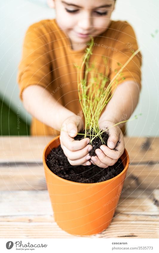 Kleines Kind, das eine Linsenpflanze auf einem Topf pflanzt landwirtschaftlich Ackerbau Pflege Kaukasier Kindheit Einsperrung kultivieren kultiviert
