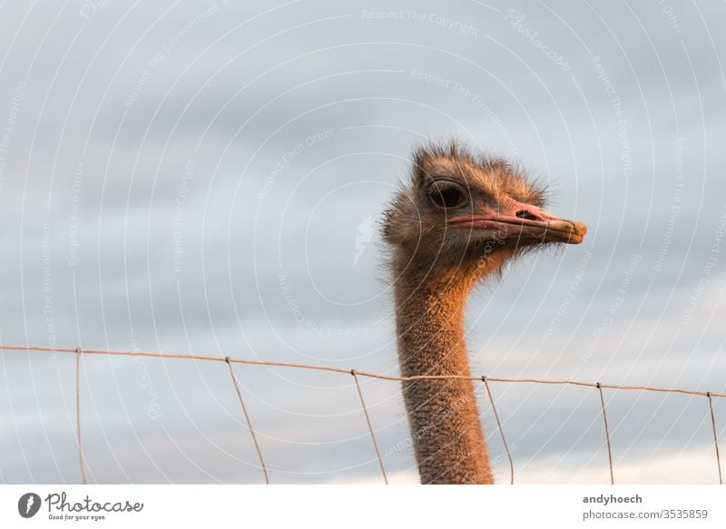 Ein afrikanischer Strauß schaut über den Zaun Afrika Afrikanisch Tier Hintergrund Schnabel groß Rechnung Vogel braun Kamelus Gefangenschaft abschließen