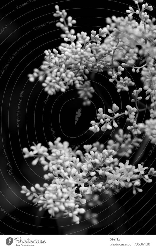 Holunderblüte schwarz-weiß Holunderblüten Sambucus Holunderbusch blühen anders Heilpflanzen blühender Zweig Juni Duft Blütezeit Wildpflanze weiße Blüten