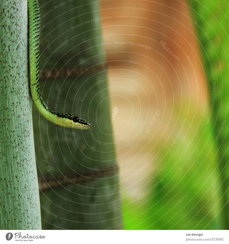 HEUTE: Weltkatzentag Umwelt Natur Landschaft Pflanze Tier Schönes Wetter Baum Bambusrohr Park Urwald Schlange 1 grün Farbfoto mehrfarbig Außenaufnahme
