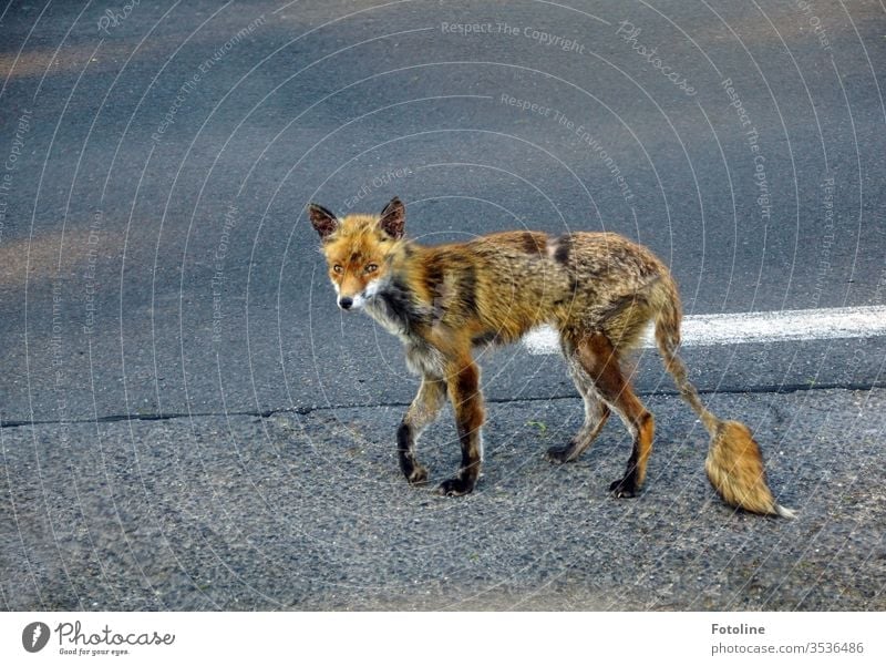 Reineke Fuchs - oder die Begegnung mit einem verletzten und sehr mitgenommenen aussehenden Fuchs, der auf einer Straße entlanglief. Tier Außenaufnahme Farbfoto