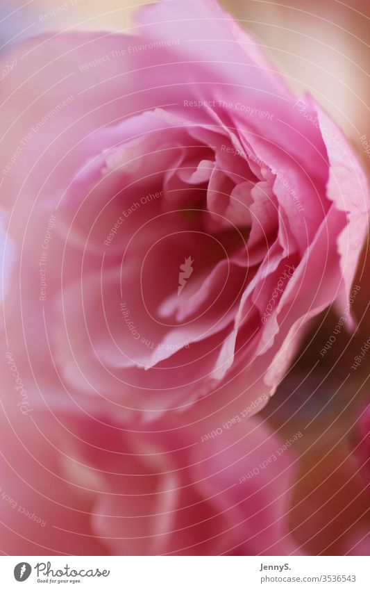 Nahaufnahme einer zarten, rosa Kitschblüte Kirschblüte Rosa Makro Natur Blüte Farbfoto schön
