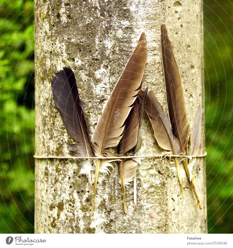 Marterpfahl - oder fünf Federn, die an einen Laternenpfahl gebunden wurden Pfahl Band Schnur angebunden Farbfoto Außenaufnahme Menschenleer Tag Nahaufnahme