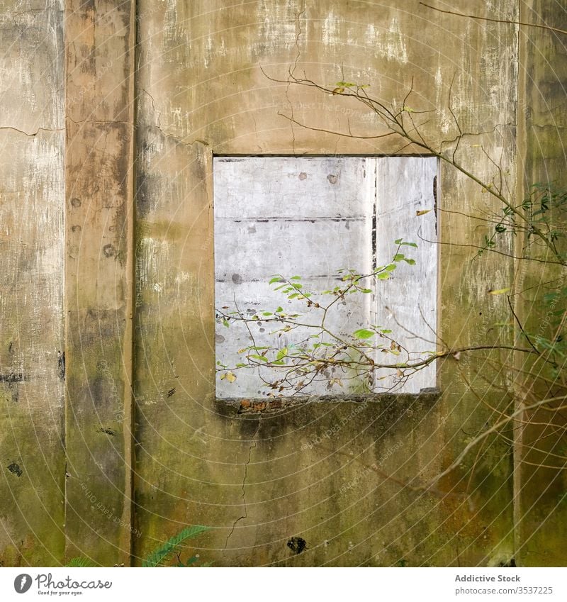 Schäbige Tür eines alten Gebäudes Wand Verlassen desolat Stein schäbig gealtert offen Baum verwittert Haus Eingang Struktur Pflanze Grunge rau Straße